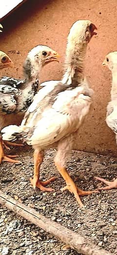 Shamoo Chicks | Chicks | King Shamoo Chicks | Japanese Shamoo Chick