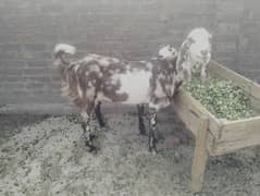 desi bakri