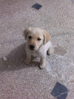 labrador