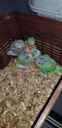 green parrot chicks for handtame