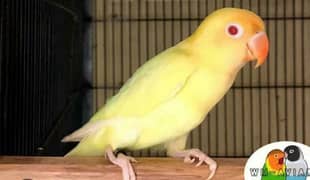 creamino Patha pair for sale