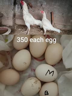 Fertile