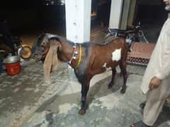 pure nagra bakra