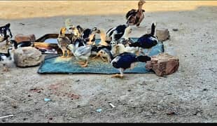 thai cross aseel chicks