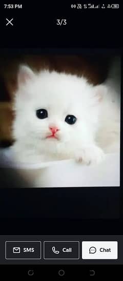 Cat for sale