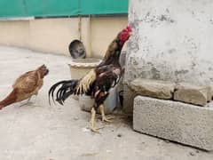 اصیل