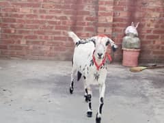 bakri &Bakra