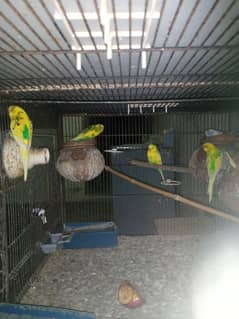 love birds and Australian parrots