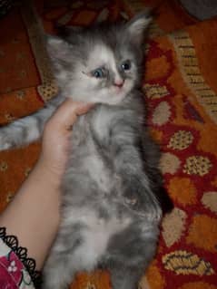 Persian kittens  pair