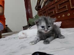 Persian kittens  male female