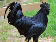 Ayam cemani young male ready to breed