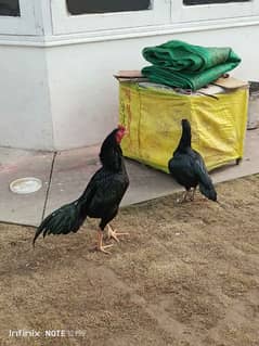 pure mushka aseel pair