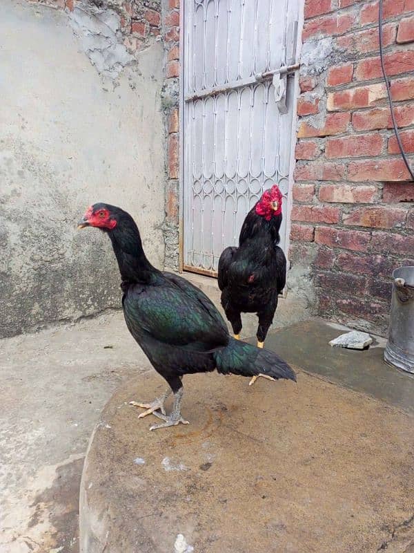 pure mushka aseel pair 1