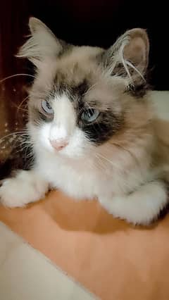 Cute ragdoll cat for sale