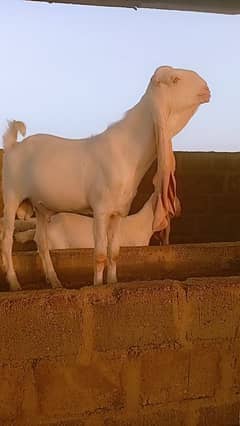 pure gulabi bakra