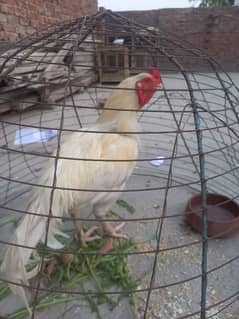 Heera aseel breeder