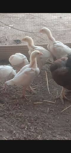 Aseel Original Heera chicks