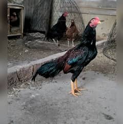 Aseel Reza Patha