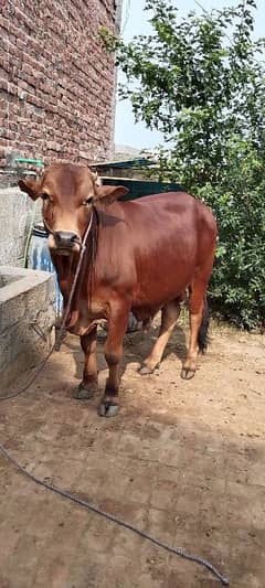Bull