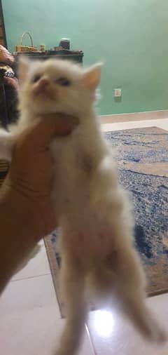 pure persian breed tripple coated kittens
