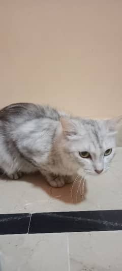 Silver shaded long haired Persian cat (female)