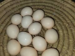 egges available