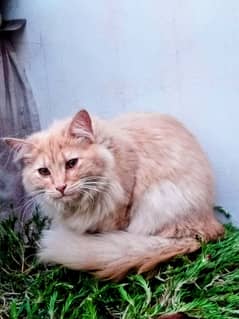 Beautiful Persian Mix Cat for Sale – Healthy & Active