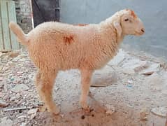 Male sheep for sale