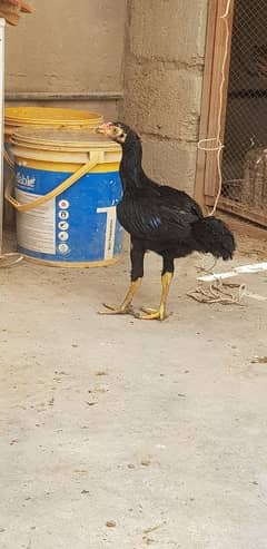 pure black lasani aseel. . .