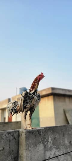 Aseel Sindhi breed nhi krwai is sa aj tak shock ka liya rakha huwa h