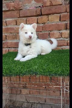 Russian puppy dog