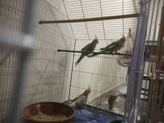 Cockatiels