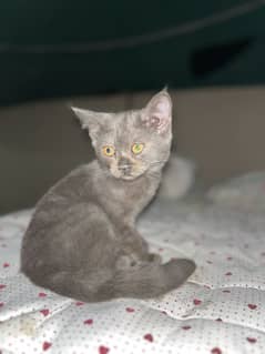 Persian kitten