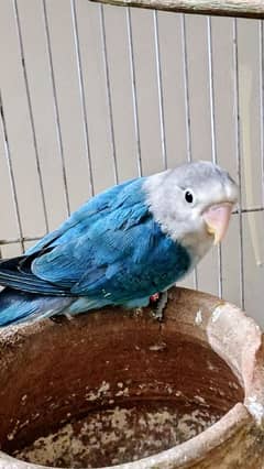 Blue Fischer split eno (MALE), Lovebird for sale