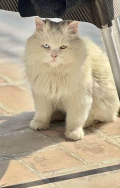 White odd eyes Persian male and brown female cat