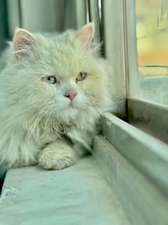 White odd eyes Persian male and brown female cat