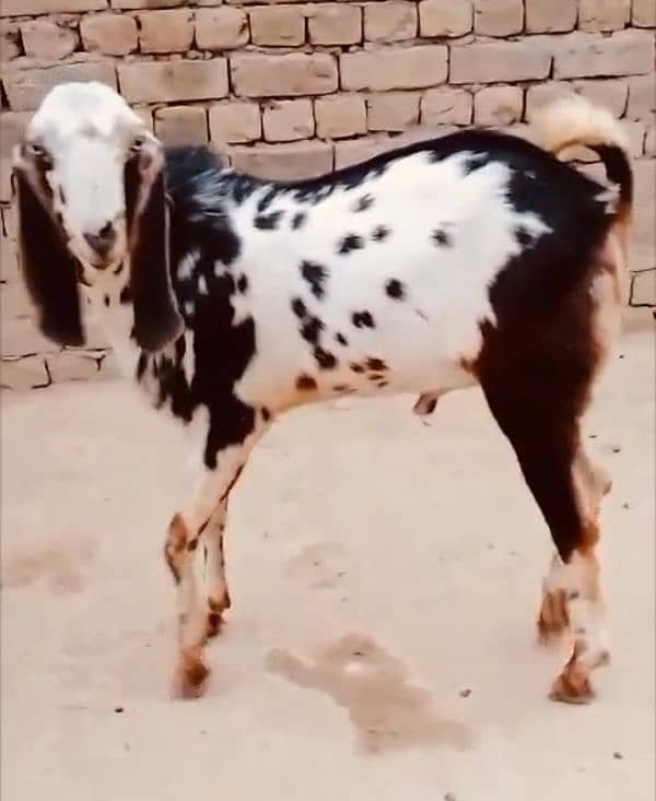 2 دانت بکرا  -55 ہزار 0