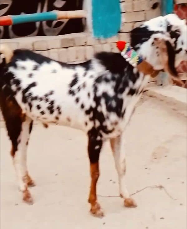 2 دانت بکرا  -55 ہزار 3