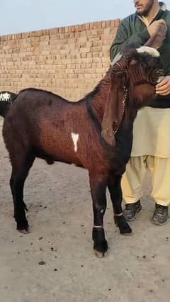 Qurbani ka Bakra for sale my WhatsApp number 0322*010*5633