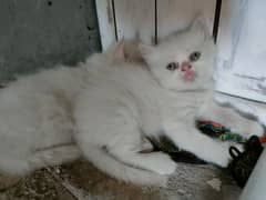 Persian kittens triple coated