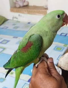 Kashmiri Raw parrot for sale