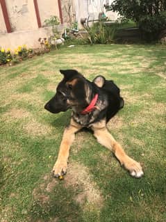 german shaperd dog