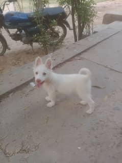 pink nose imported Russian felame