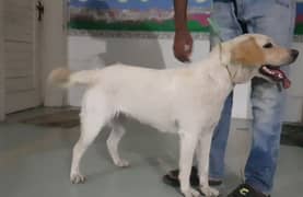Labrador retrever american