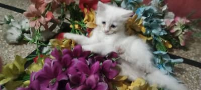 Russian blue eyes/ Tripple coated/ final 14k for sale