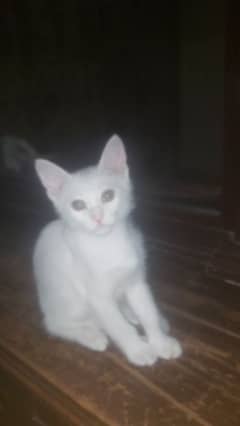 3 percian cats kids for sale each cat 10000