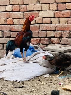 reasonable price aseel murgha
