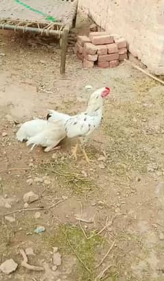 paira