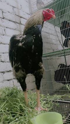 aseel murga or mugiyan