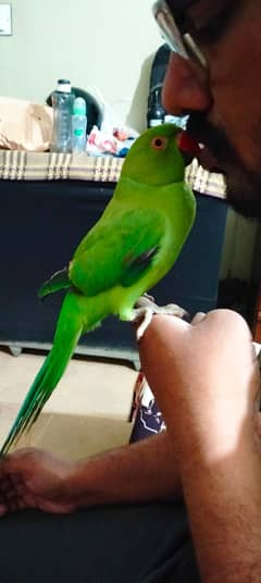 ringneck
